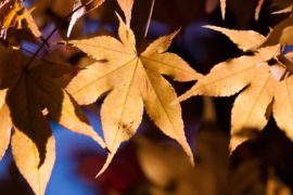 autumn-blur-bright-235773