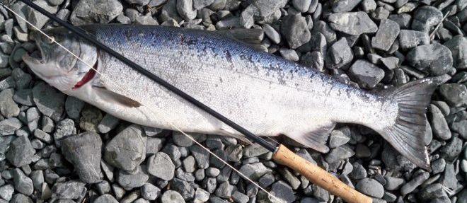 photo-of-gray-fish-caught-by-fishing-rod-1058295
